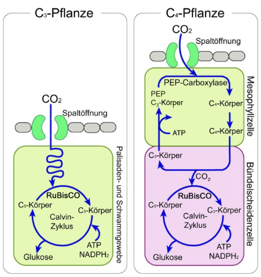 Diagramm: Vergleich C3- und C4-Pflanzen zeigt CO2-Aufnahme, PEP/Calvin-Zyklus und beteiligte Zellschichten